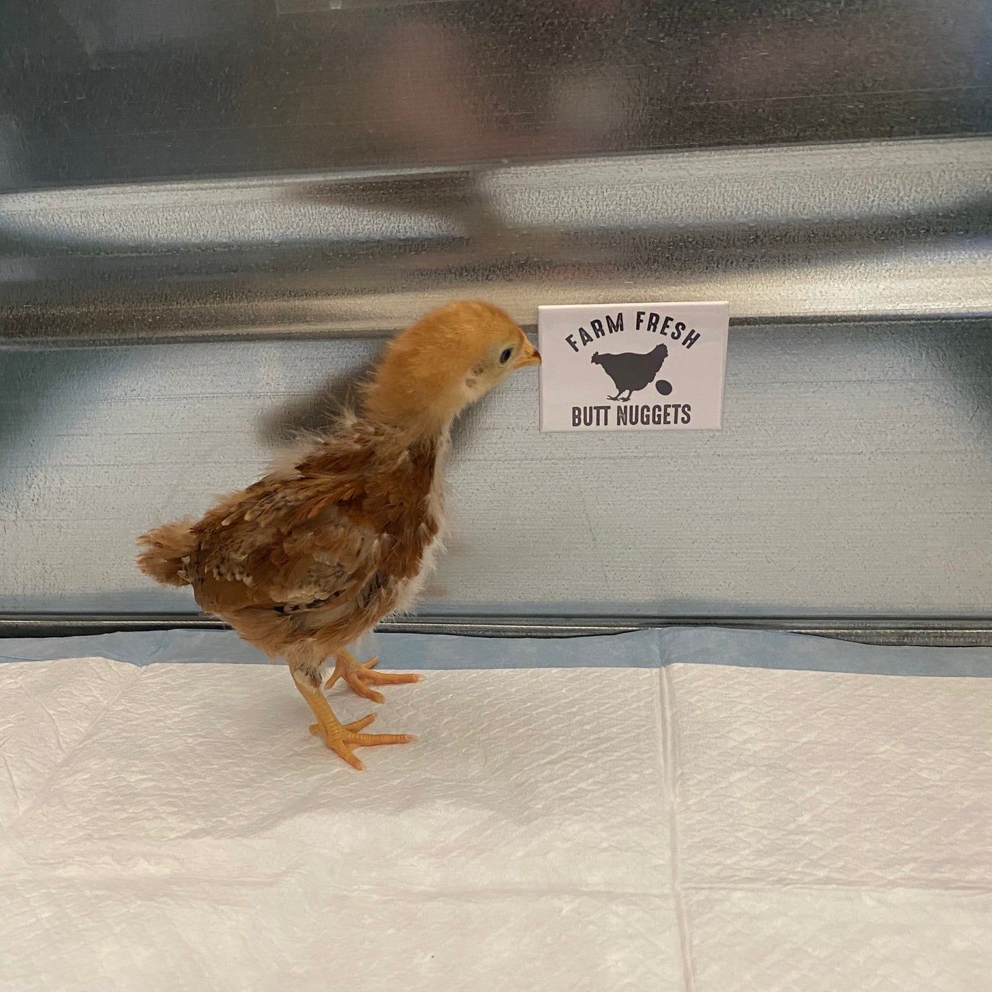 Farm Fresh Butt Nuggets Magnet