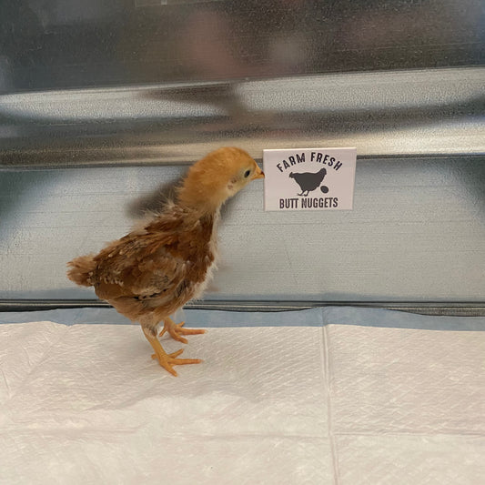 Farm Fresh Butt Nuggets Magnet